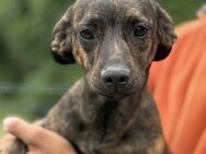 Mila sucht ihre Familie - Krefeld