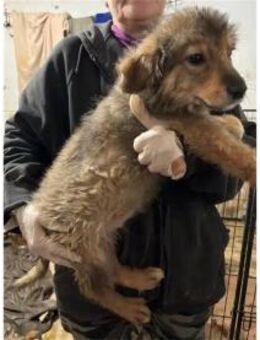 Lissie - Pflegestelle oder Zuhause gesuc - Oberwies