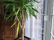 Yuccapalme, ca. 190 cm groß - Hagenburg