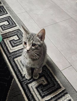 1 wunderschöner Kater ab sofort abzugeben! - Hamburg Bergedorf