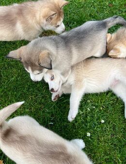 Husky Welpen suchen zuhause - Heede (Niedersachsen)