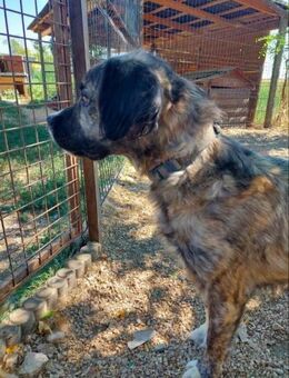 Peti-VA - Sanfter Mischlingsrüde - Neustadt (Rübenberge)