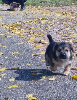 Jack Russell Welpen 2 Welpen frei - Kandern