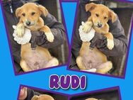 Süßer Rudi in Not! - Nürnberg