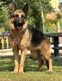 Saphira sucht liebevolle aktive Familie - Untergruppenbach