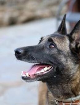 Atena sucht ihre für immer Familie! - Krefeld