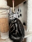 British Kurzhaar Kitten - Whiskas / Silver Tabby in 67657