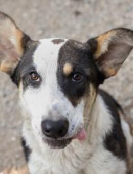 Aktiver Junghund Jim sucht ein Zuhause - Laufen