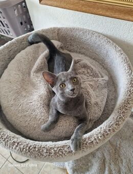 Mix Katze 4 Monate alt. - Pirmasens