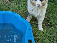 Miniature Australian Shepherd Welpen - Gangelt