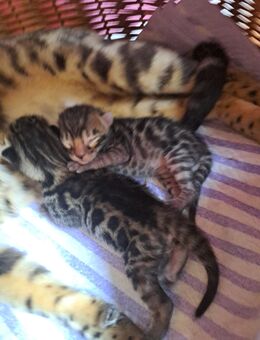 Bengalkitten - Neuhausen (Spree)