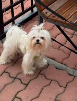 Minimalteser Malteser Rüde Hund koreanischer Abstammung - Alzey