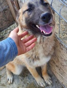 Nevada 52 cm - Alpenrod