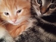 Katzenkitten - Windeck