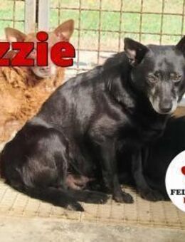 ältere Lizzie sucht ein Zuhause - Margetshöchheim