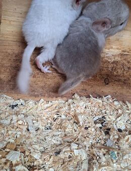 Degus und Chinchilla suchen neuen Wirkungskreis die Tiere sind bei Abgabe mindestens 12 Wochen alt - Neustadt (Sachsen) Hohwald