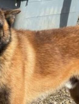 Djengo ist ein schlauer Kerl 🐾 - Elsdorf (Nordrhein-Westfalen)