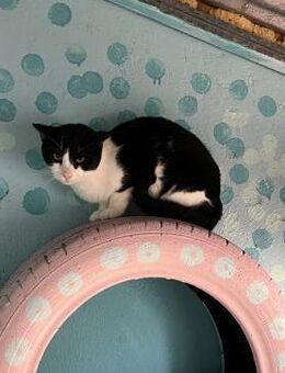 FiV+ Katze Minnie aus dem Tierschutz - Grevenbroich