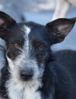 Esther in Plastiktüte Mr - Ludwigshafen (Rhein)