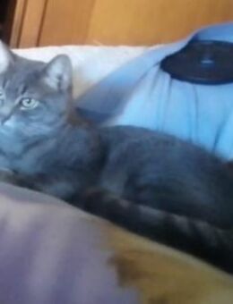 Tyrion; hat gelernt zu vertrauen - Geilenkirchen