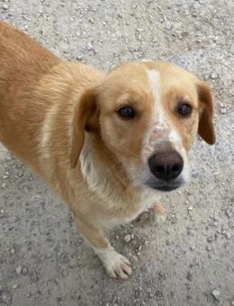 Lucy sucht ein liebevolles Zuhause - Ötisheim