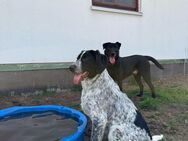 Sehr verschmuste Debby ,Labrador- Münsterländer Mischlingshündin ca 6.5 Monate alt - Angern