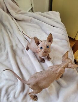 🩵zauberhafte Don Sphynx Kitten🩵 - Berlin