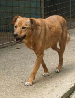 Ruhiger SVEN sucht liebe Familie - Schwabach