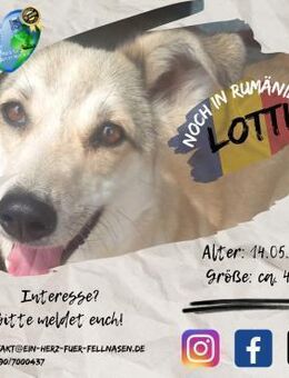 LOTTI - hatte einen Schutzengel - Waakirchen
