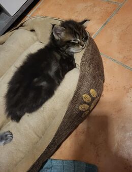 Maine Coon/Norwegische Waldkatze Mix Kitten - Bad Liebenwerda
