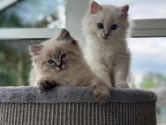 Reinrassige Neva Masquarade Sibirische Katzen - Kitten - Elsterheide