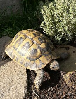 Griechische Landschildkröte THB Männchen *2005 - Gevelsberg