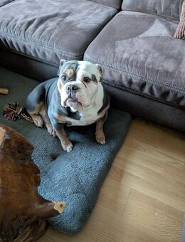 Old English Bulldog "Rose" - Köln