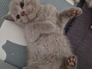 Reinrassige BKH kitten in liebevolle Hände abzugeben 🫶🏼 - Stuhr