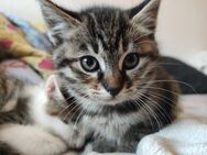 2 Kätzchen Kitten Katzen abzugeben - Gifhorn