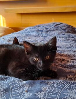 Kitten - Alzenau