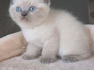 Reinrassiger Ragdoll - Berlin Charlottenburg-Wilmersdorf