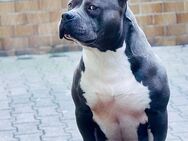 American Bully - Mannheim