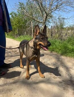 Schäferhund Mix Dame, 1,5 Jahre - Kappeln (Schleswig-Holstein)