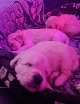 Golden Retriever Welpen - Schneverdingen Zentrum