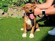 MinibullterrierMix - Linz (Rhein) Zentrum