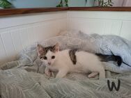 Mix Kitten - Hamm