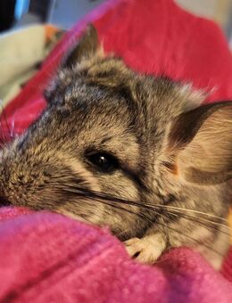 Angora-Chinchilla-Männchen, 4 Monate alt - Frankfurt (Main)