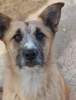 LARA wünscht sich ein liebevolles Daheim - Sulzfeld (Baden-Württemberg)