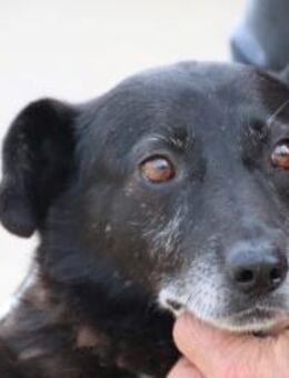 Magula - ruhig u. sehr lieb - Lohra