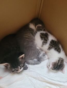 Babykatzen - Nürtingen Zentrum