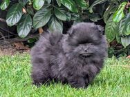 Traumhaft schöne Pomeranian Zwergspitz Welpen Bärchen-Typ - Rayerschied