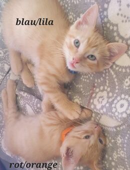 Europäisch Kurzhaar × Pixie-Bob – 2 kitten suchen ein Zuhause 🐾 - Großrosseln