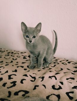 Russisch blau Kitten reinrassig 02.07.2025 - Hille