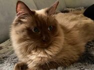 Reinrassige Ragdoll Kitten mit Stammbaum - Dingolfing